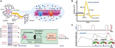 Emerging Artificial Neuron Devices for Probabilistic Computing